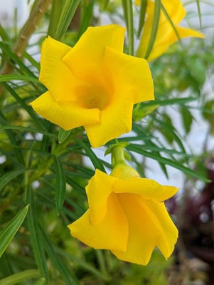GISLENUS Kaner Plant(Hybrid, Pack of 1)