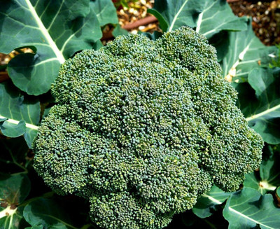 KNESSiN DLH-31 Broccoli Green Limba Seed(500 per packet)