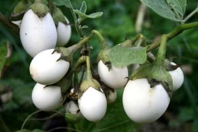 Biosnyg Hybrid Melanzana Bianca Brinjal Eggplant (400 Seeds) Seed(400 per packet)
