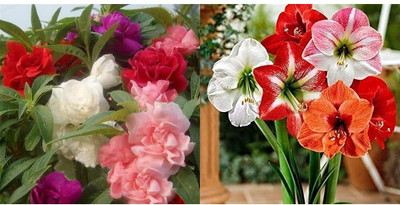 DIVINE ®AS-balsam Tom Thumb Mix Flower Seeds for Home and Balcony-S113 Seed(25 per packet)