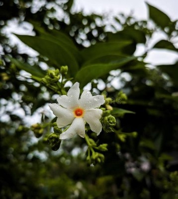 ibains Star jasmine plant seed Seed(39 per packet)