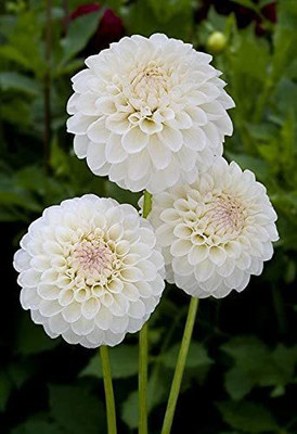 CYBEXIS Dahlia Double Mix F1 Hybrid Seeds Seed(1 g)