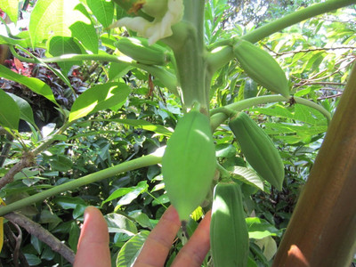 ActrovaX RARE DWARF FLORIDA RED LADY Papaya Tropical Fruit Plant [10gm Seeds] Seed(10 g)