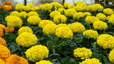 Fiat Powertrain Technologies marigold,gende ka phool seeds Seed(21 per packet)