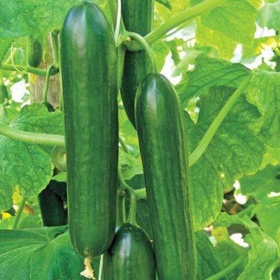 TRICONE Hybrid crisp cucumber organic khira vegetable 60 beej ccs363 Seed(60 per packet)