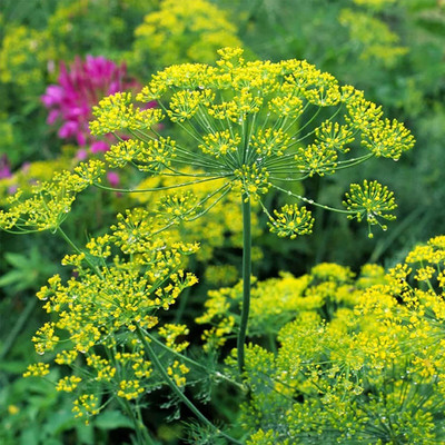 VibeX TLX-24 - Dill Culinary Herb - (250 Seeds) Seed(250 per packet)