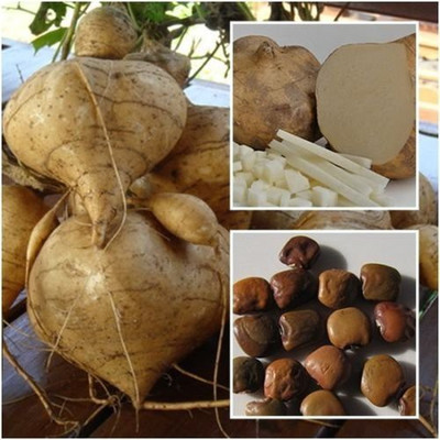GreenHorizon Yam Bean / Jicama / sak aloo / saag aloo / sag alu Seed(15 per packet)