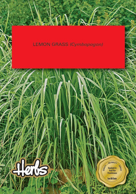 CYBEXIS LX-30 - Lemon Grass Cymbopogon Flexuosus - (750 Seeds) Seed(750 per packet)