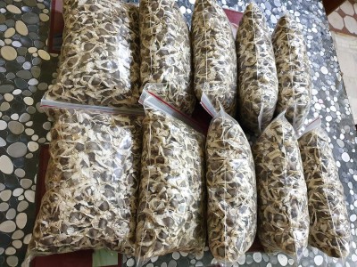 CRGO DRUMSTICK , MORINGA Seed(150 per packet)