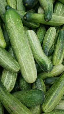 DEYS AGRO ™ High Yield Cucumber Seeds F1 Hybrid for Home Garden Seed(57 per packet)