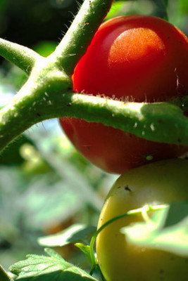 hybrid okra seeds tomato Seed(100 per packet)