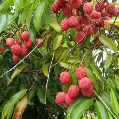 Aywal Premium Hybrid Litchi ( Lychee ) Fruit Seed(17 per packet)