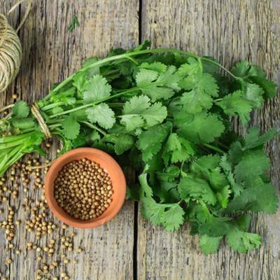 CYBEXIS F3Multicut Coriander Seeds2800 Seeds Seed(2800 per packet)