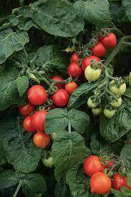 XOLDAA hybrid f1 quality tomato seeds Seed(20 per packet)