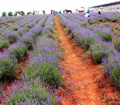 KNESSiN Lavender flower[400 Seeds] Seed(400 per packet)