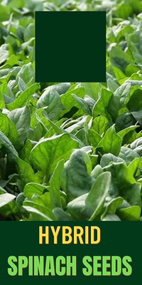Qualtivate GBPT-8A Spinach/Palak Vegetable Seeds Seed(300 per packet)