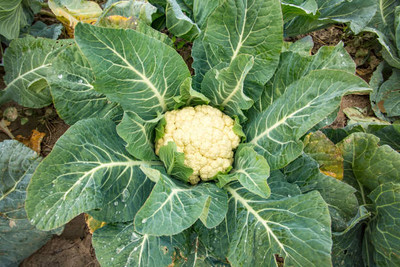 RDK white cauliflower,gobhee seeds Seed(25 per packet)