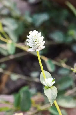 Aro Gomphrena Seed(15 per packet)