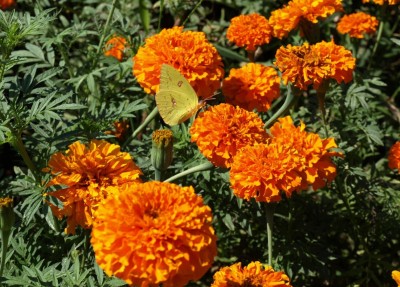 Quentova French Non-GMO | Garden Marigold Seeds Orange-KTK-7F Seed(100 per packet)