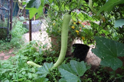 VibeX VXI-2 - Climbing Zucchini Trombocino Zucchetta - (675 Seeds) Seed(675 per packet)