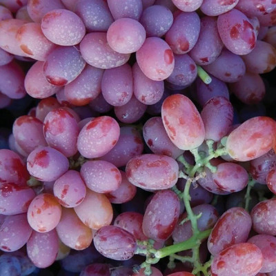 Quentova Red Flame Grapes-VII-4A Seed(150 per packet)