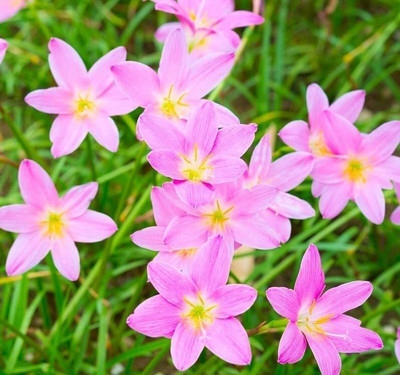 CYBEXIS LX-98 - Pink Rain Lily ( Zephyranthes ) - (60 Seeds) Seed(60 per packet)