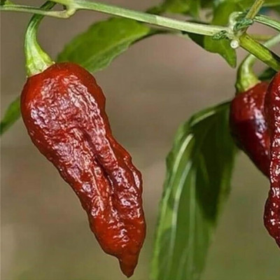 Biosnyg Organic Chocolate Bhut Jolokia Chilli Seeds for Terrace Gardening-(2000 Seeds) Seed(2000 per packet)