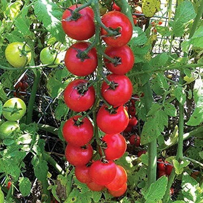 Qualtivate PUA-9A Nectar Hybrid Tomato Seed(300 per packet)