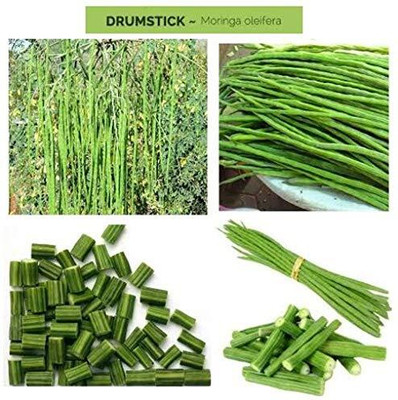 Qualtivate RES-4A PKM1 Moringa Oleifera Drumstick Seeds Seed(50 per packet)