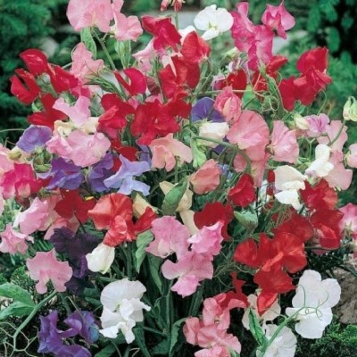 CYBEXIS Sweet Pea Knee High Dwarf Seeds - Mixed Colour Lathydorus Odoratus Seed(50 per packet)