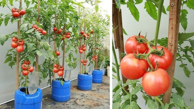 jkfarm Desi Tomato Seed(555 per packet)