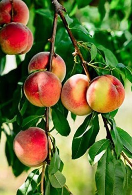 ACCELCROP Peach Dry Fruit Tree Seed(2 per packet)