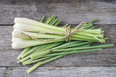 CYBEXIS VXI-36 - Lemon Grass/Lemongrass - (2250 Seeds) Seed(2250 per packet)