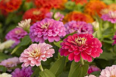Dbbrothers f1 zinnia flower seeds pack of 24 Seed(24 per packet)