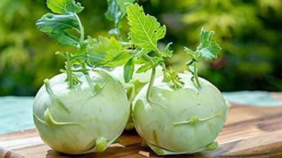 Aywal Knol Khol Vegetable Seed(225 per packet)