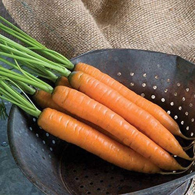 VibeX ® LXI-396 Yaya F1 Hybrid Carrot Seeds Seed(500 per packet)