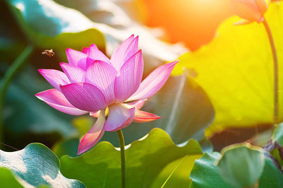 ARYAN EVERGREEN lotus,kamal gatta Seed(14 per packet)