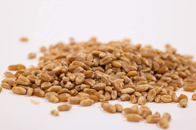 VibeX PAU-96 - Organic Wheat Grass - (7500 Seeds) Seed(7500 per packet)