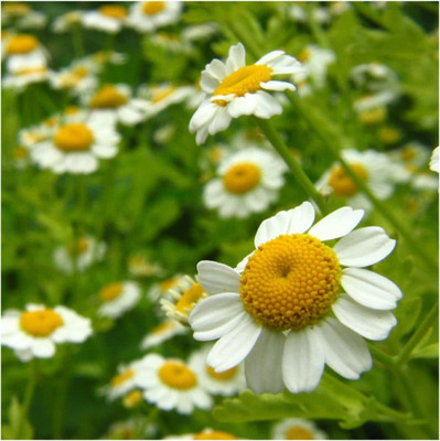 CYBEXIS XL-12 - Chamomile German- - (250 Seeds) Seed(250 per packet)