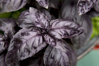 Quentova Ocimum basilicum ‘Dark Opal’ Basil-HUA Seed(300 per packet)