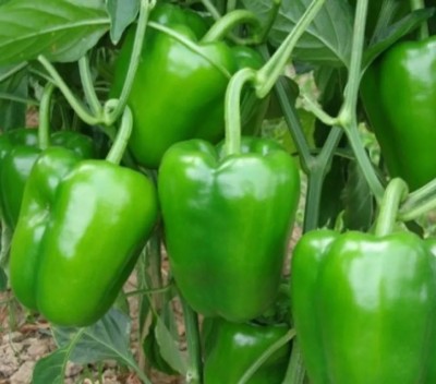 VASUDHA Capsicum Green/Bell Pepper Seed(100 per packet)