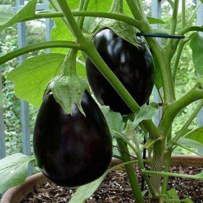 SREE Black Brinjal Seed, BR-300 Organic Muktakeshi Brinjal for Vegetable Gardening, Seed(300 per packet)