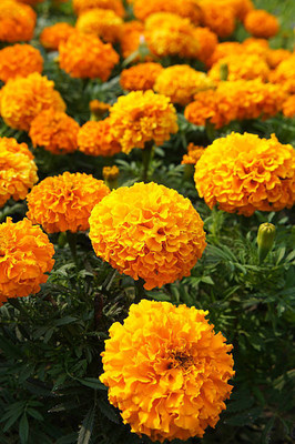 EyePlex marigold/gende ka phool flower seeds Seed(75 per packet)