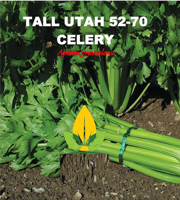 CYBEXIS LXI-22 - Celery Tall Utah - (750 Seeds) Seed(750 per packet)