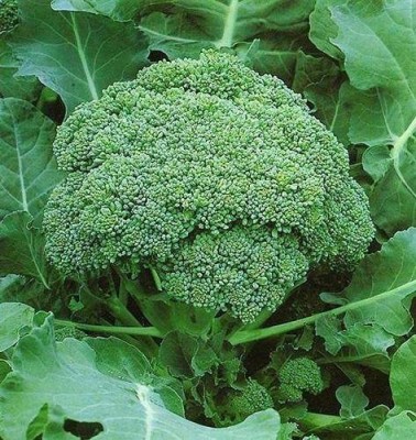 KANAYA Brocoli Seed(20 per packet)