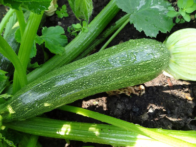 VibeX ® VLR-301 Light Green Zucchini Courgette Squash Seed(100 per packet)