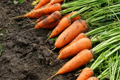 the green dotcom Carrot Seeds for Kitchen Gardening Seed(550 per packet)