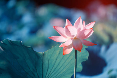 iva lotus,kamal gatta Seed(11 per packet)