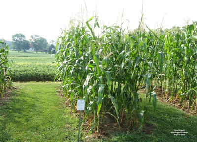 Qualtivate KXL-9AT Yellow Dent Field Corn Seed(400 per packet)