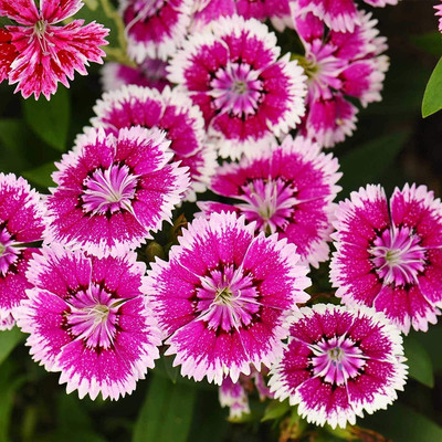Aywal Dianthus Lemon Fizz Flower Seed(60 per packet)